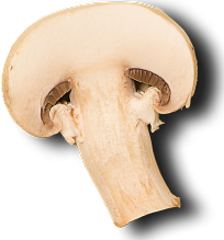 Sliced White